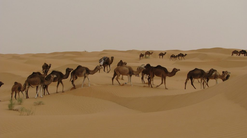 صحرای تونس