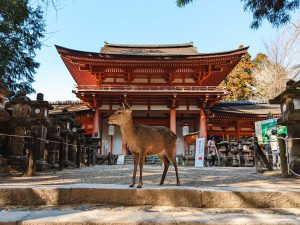 nara day trip itinerary danatrips